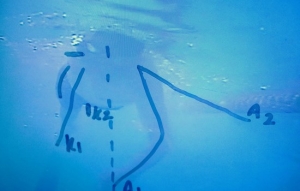 Swimming Analysis